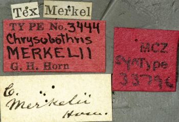 Media type: image;   Entomology 33796 Aspect: labels
